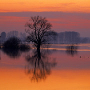 hanaumilcom